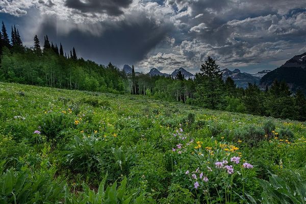 Garber, Howie 아티스트의 USA-Wyoming-Dramatic clouds and wildflowers in meadow west side of Teton Mountains작품입니다.